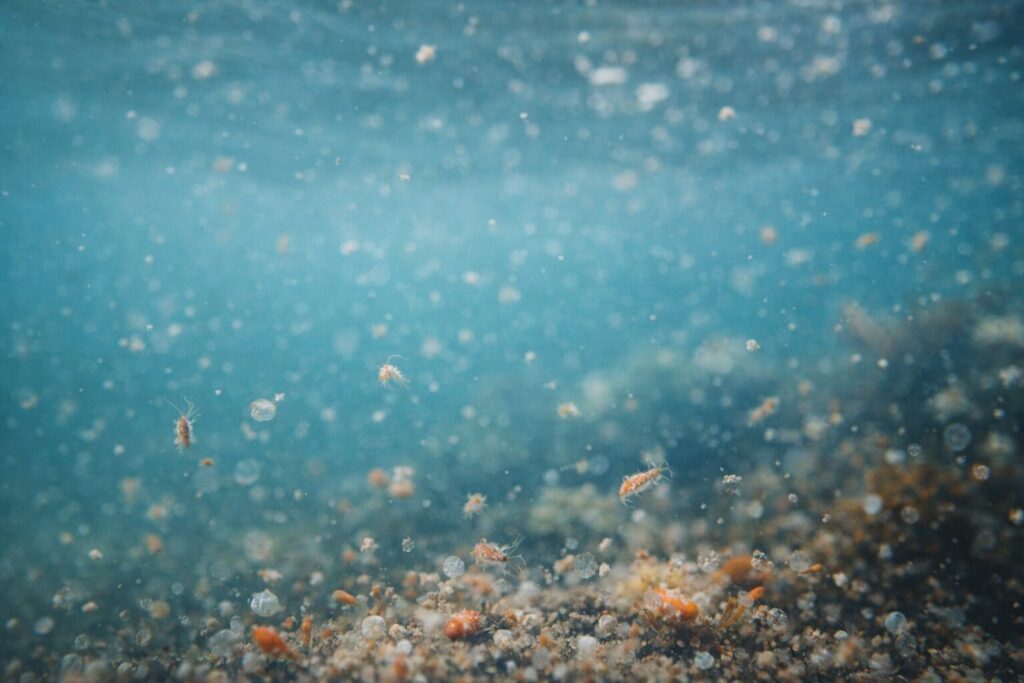 アジの食性をイメージする水中の餌環境