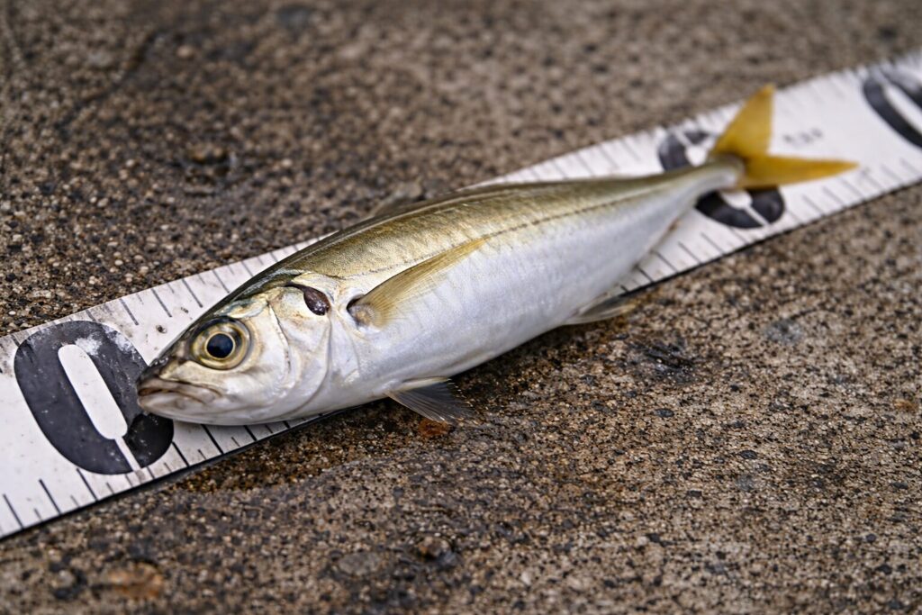 アジのサイズ感をイメージする計測シーン