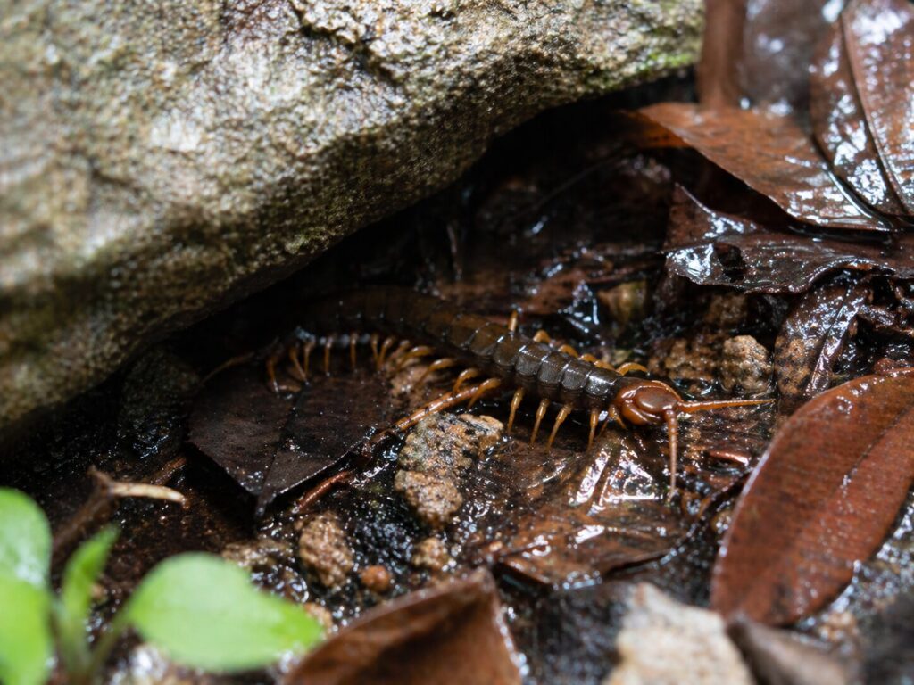 湿気の多い場所にいるムカデの習性を示したイメージ